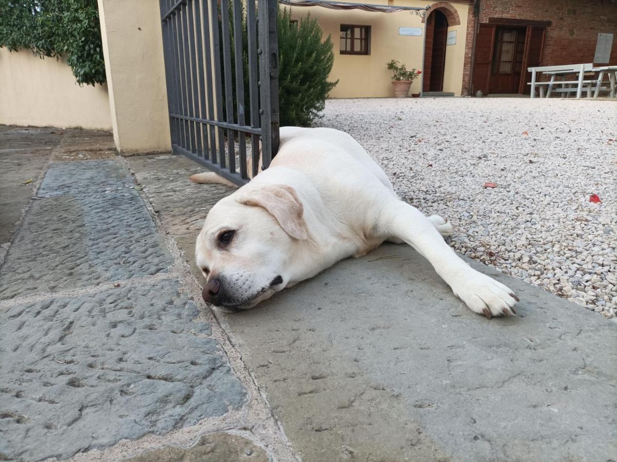 Podere Il Belvedere Su Cortona Castiglion Fiorentino Ngoại thất bức ảnh